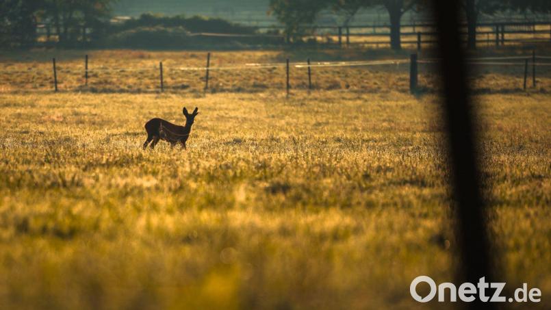 Ein freilaufender Hund hetzt in Fronberg einem Reh hinterher. Ein Zeuge schreitet ein, dann verschwinden beide Tiere. Symbolbild: Christoph Reichwein/dpa