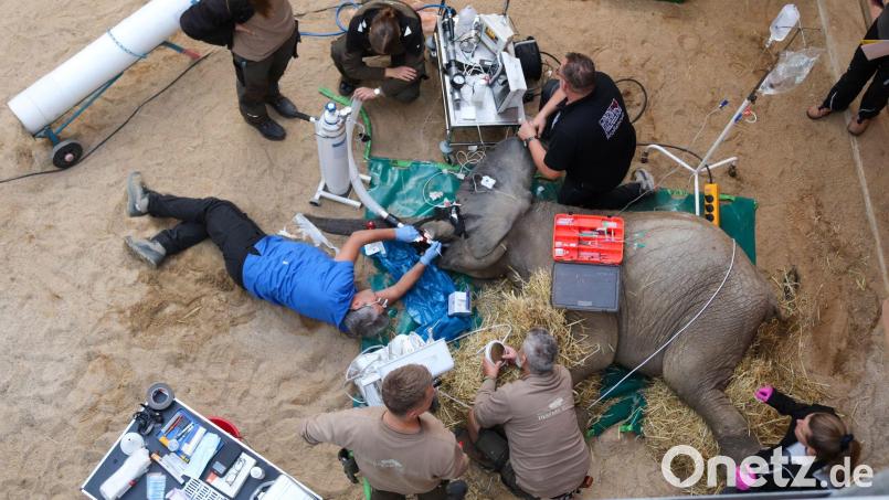 Ein gebrochener Stoßzahn, bei dem das Zahnmark freiliegt, ist immer ein medizinischer Notfall, sagte Yves Debosschere, der die Behandlung durchführte (Handout). Bild: Tierpark Berlin/dpa