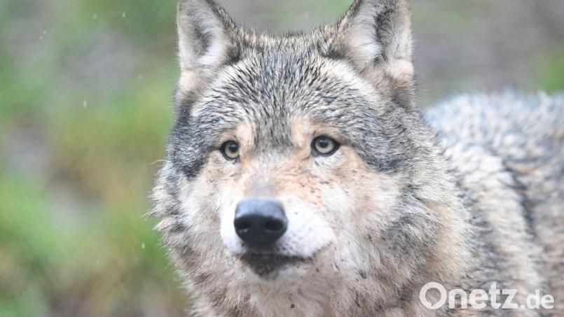 Im Hamburger Westen gibt es Meldungen über die Sichtung eines Wolfes. (Archivbild) Bild: Bernd Weißbrod/dpa