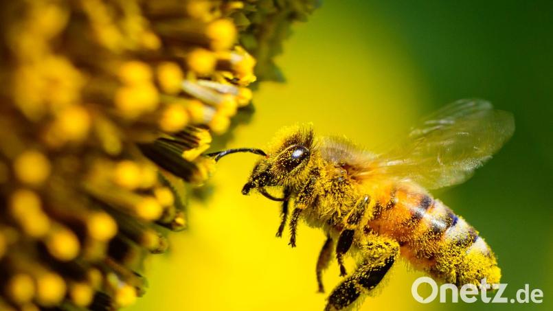 Auf der 17. UN-Konferenz zur biologischen Vielfalt (COP17) wollen zahlreiche Staaten zwei Wochen lang über die Umsetzung ihrer selbst gesteckten Ziele bis 2030 sprechen. (Illustration) Bild: Patrick Pleul/dpa