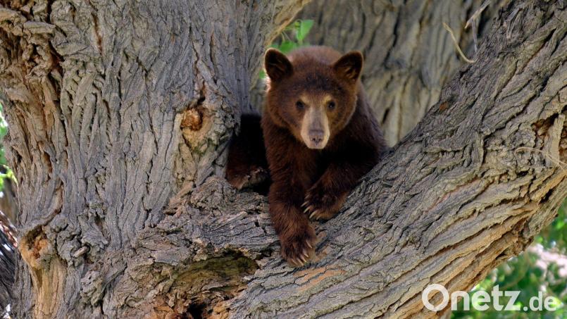Es war nicht dieser Bär, der wegen eines Hundes auf einen Baum kletterte. Die Geschichte aus den USA begeistert das Internet. (Symbolbild) Bild: picture alliance / dpa