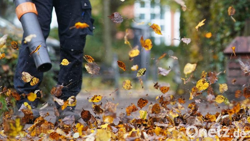 Laub ist ein natürlicher Dünger für den Boden und sorgt für Artenvielfalt im Garten. (Symbolbild) Bild: Marcus Brandt/dpa