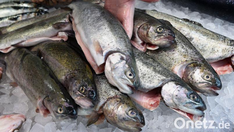 Die EU-Kommission will den Fischfang reformieren (Archivbild) Bild: Holger Hollemann/dpa/dpa-tmn