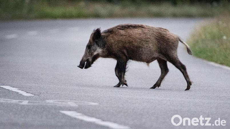 Eine Wildschweinrotte läuft am Abend über die Straße. Ein Autofahrer fährt in die Gruppe. Das hat schwerwiegende Folgen. (Symbolbild) Bild: Paul Zinken/dpa