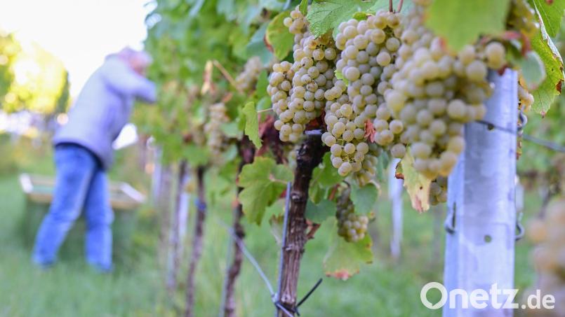 2026 zeigen sich ein weiteres Mal deutliche regionale Unterschiede bei der Entwicklung der Weinmost-Ernten. (Archivfoto) Bild: Bernd Weißbrod/dpa
