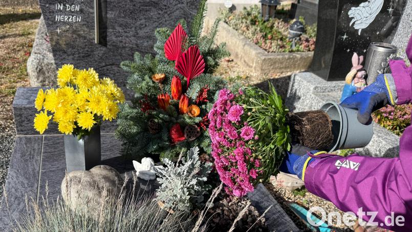 Zu Allerheiligen und Allerseelen wird das Grab neu bepflanzt – das ist so üblich. Welche Pflanzen eignen sich dafür am besten? Bild: Petra Hartl