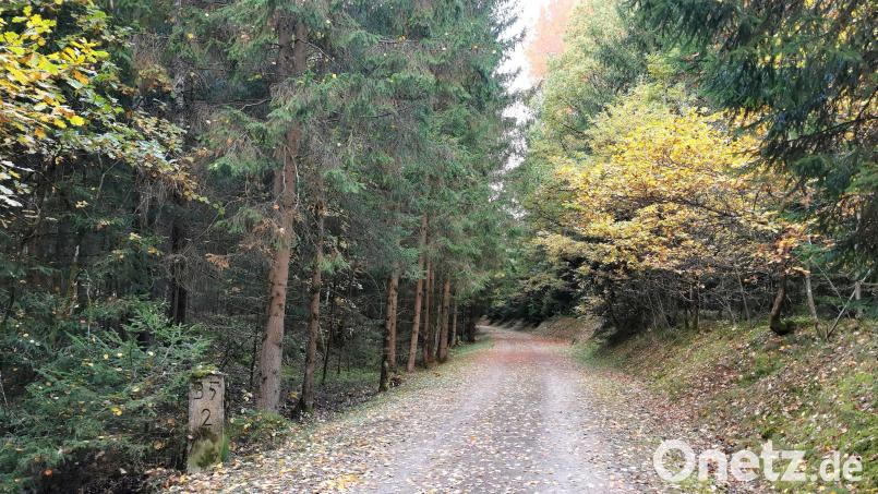 Der Angriff auf die junge Frau passierte in Nähe von Kilometer 35,2 auf dem Bayerisch-Böhmischen Freundschaftsweg im Waldstück zwischen Lind und Herzoghof/Schneeberg. Bild: Gertraud Portner