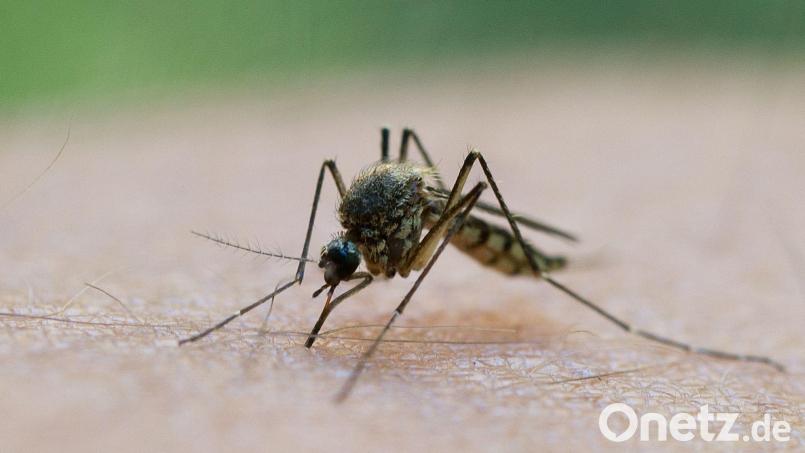 In Deutschland wird das Virus vor allem durch heimische Culex-Mücken übertragen. (Symbolbild) Bild: Patrick Pleul/dpa