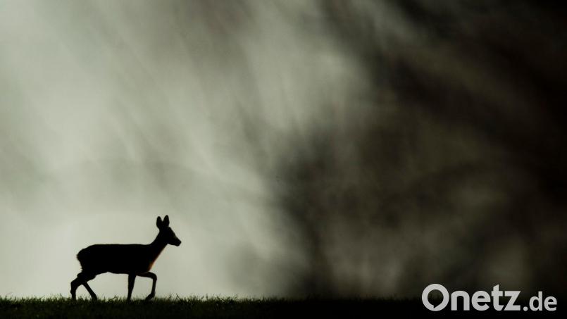 Die Rehe wurden offenbar unter anderem mit einem Pfeil getötet. (Archivbild) Bild: Julian Stratenschulte/dpa