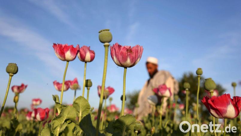 Der Opiumanbau ist in Afghanistan nach UN-Angaben im vergangenen Jahr wieder stark angestiegen. (Archivbild) Bild: Rahmat Gul/AP/dpa