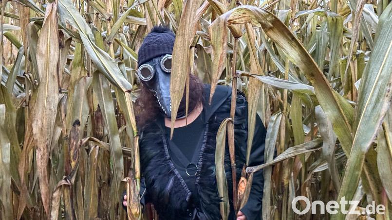 Probelauf im Hellen – bei Dunkelheit ist die Begegnung mit einem Live-Erschrecker im Maislabyrinth nix für schwache Nerven. Bild: Marina Gube