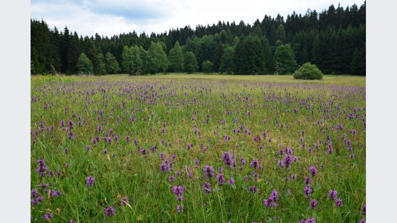 Blütenreiches Paradies für die Insektenfauna: Die Flachmoorwiese Kainzbachtal mit dem Heilziest soll Naturwunder 2018 werden. exb