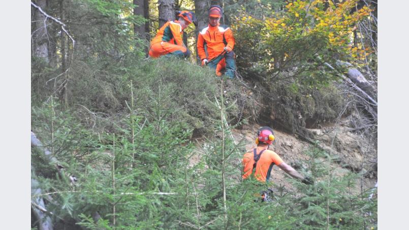 Nicht ungefährlich, aber wertvoll für Fauna und Flora ist in diesem Fall die Arbeit der Baumsteiger. Bild: es