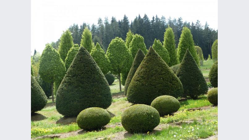 Was hier den Eindruck eines verzauberten Märchenwaldes macht, wird am Wochenende jede Menge Besucher in seinen Bann ziehen:
Bäume in alle erdenklichen Formen schaffen eine besondere Atmosphäre. Bild: wrt