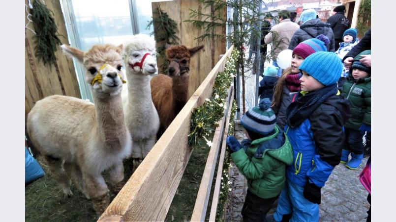 Die Kinder lieben die Alpakas. Die netten Vierbeiner lassen sich auch streicheln. Bild: ubb