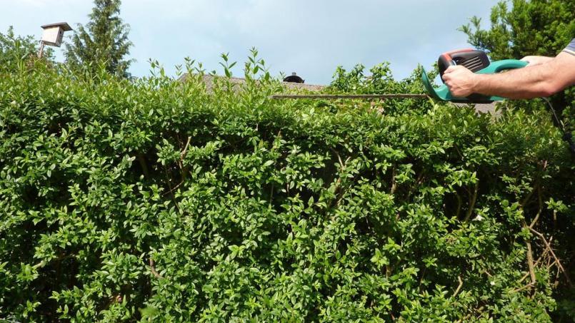 Das bestens ausgebildete Personal erledigt einen fachgerechten Pflegeschnitt. Bild: KS LandService GmbH/© goldbany – Fotolia.com