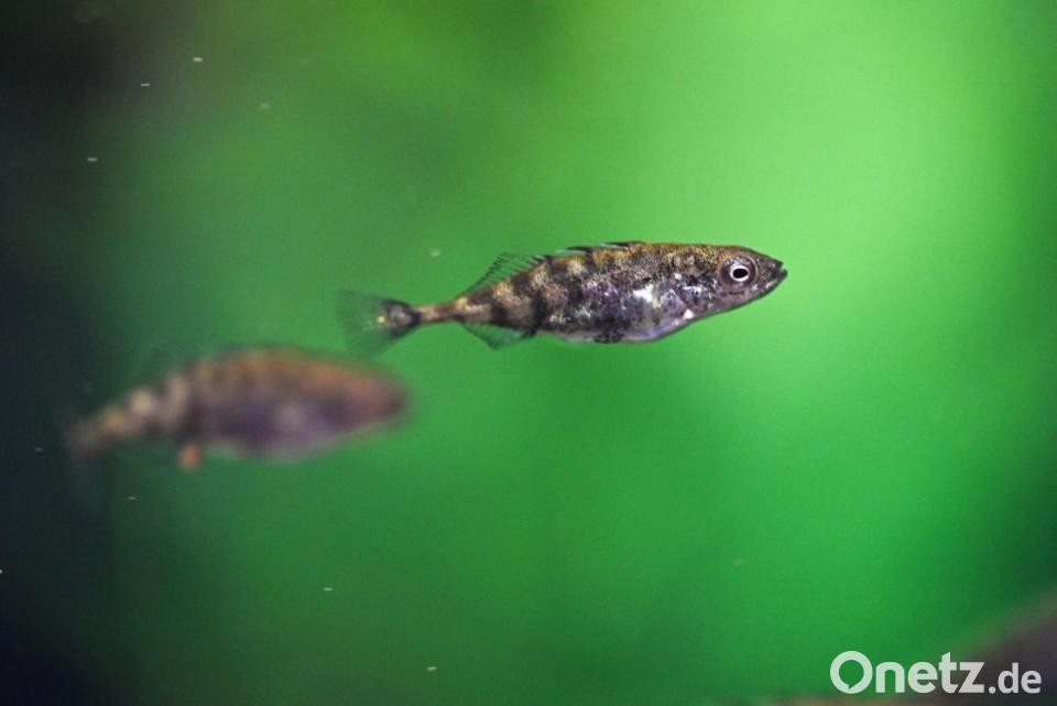 Herbstfest im Kindergarten Schwarzenfeld | Onetz