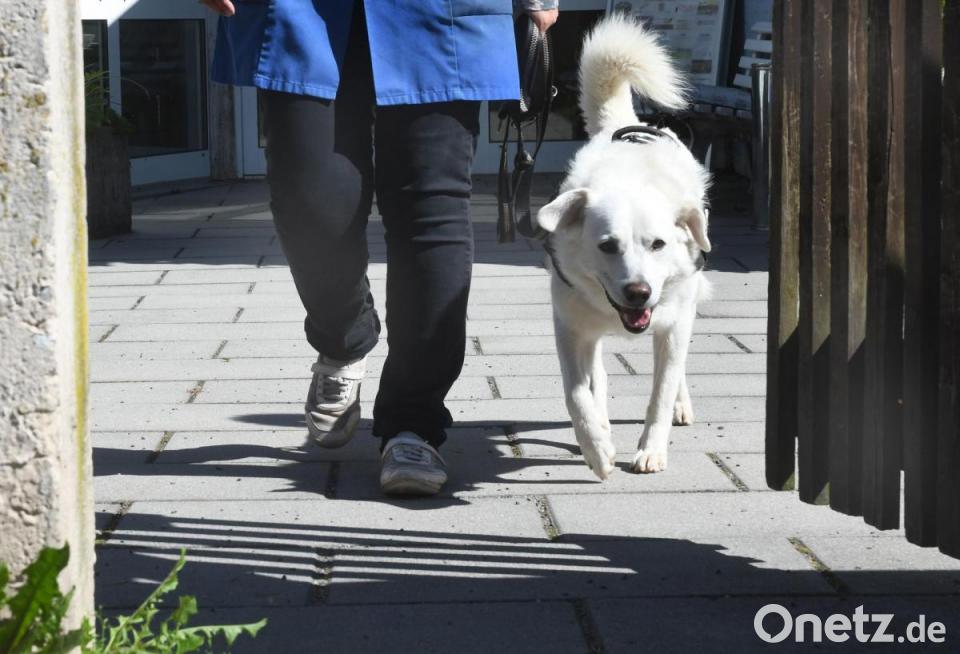 Hundeverordnung: Wie soll das kontrolliert werden? | Onetz