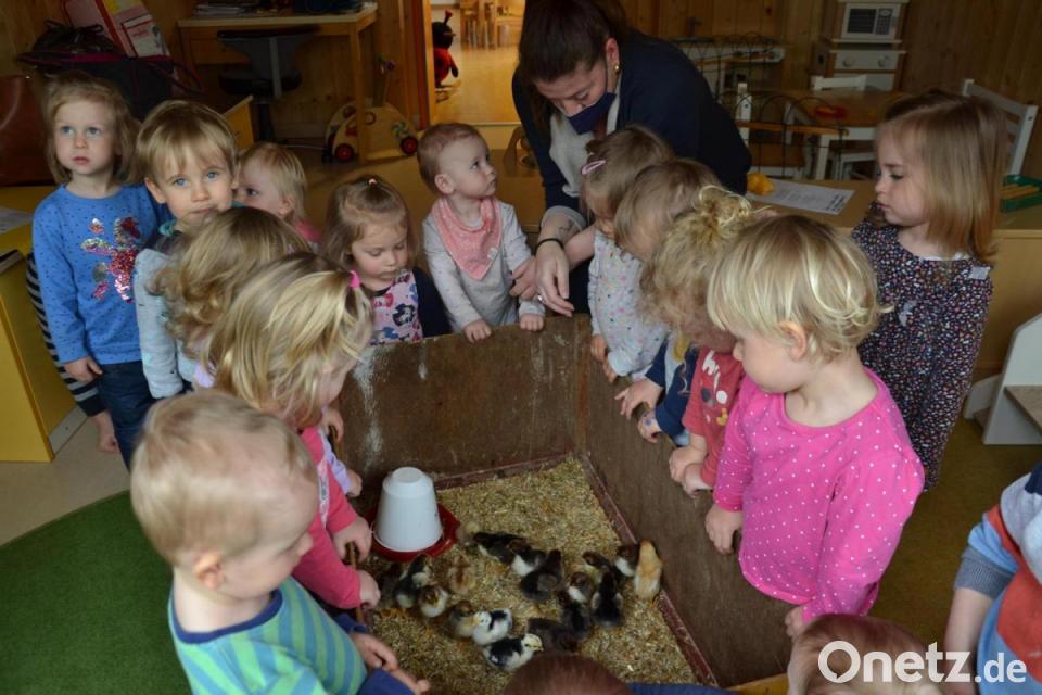 "Vom Ei zum Huhn": Küken begeistern Krippenkinder | Onetz