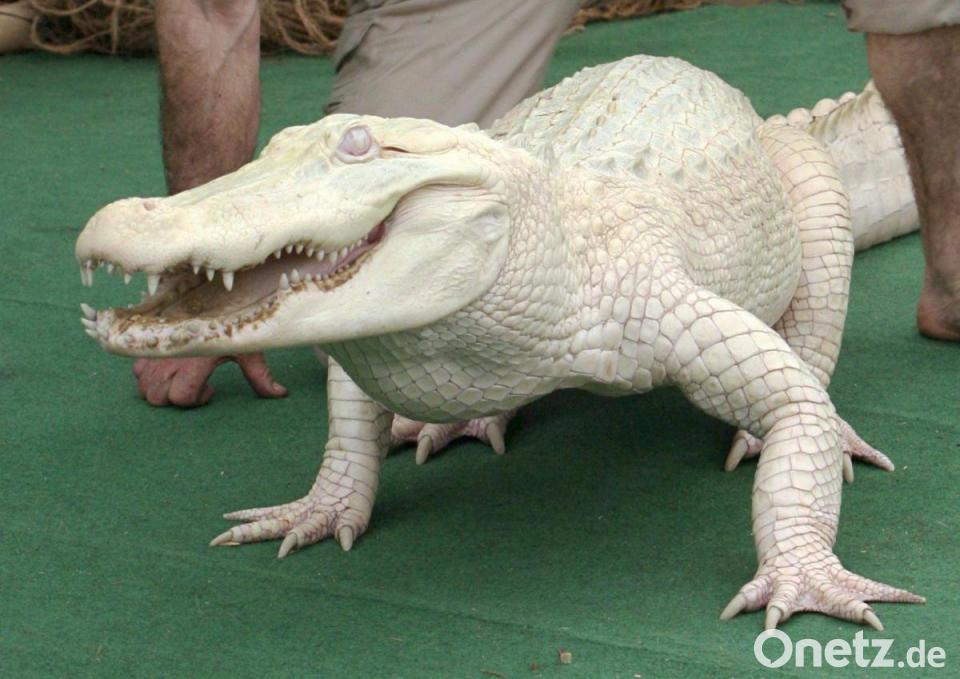 Lebenden Alligator in Frischhaltefolie am Flughafen München entdeckt