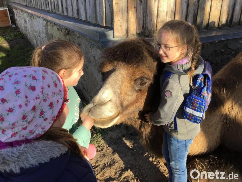 Besuch beim Kuschelkamel "Kasimir" | Onetz Besuch beim Kuschelkamel "Kasimir" | Onetz