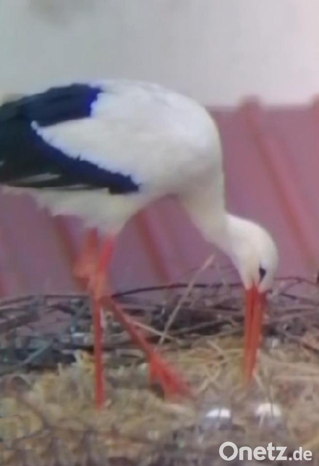 Familiengründung im Storchnest auf dem Dach des Pfarrheims in ...