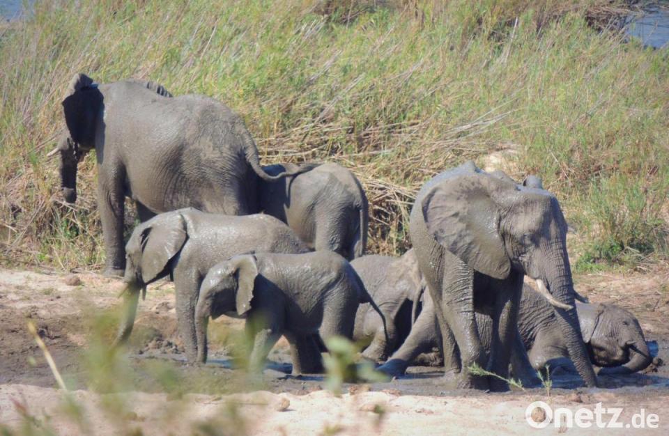 Elefant trampelt Tourist im Krüger-Nationalpark tot | Onetz