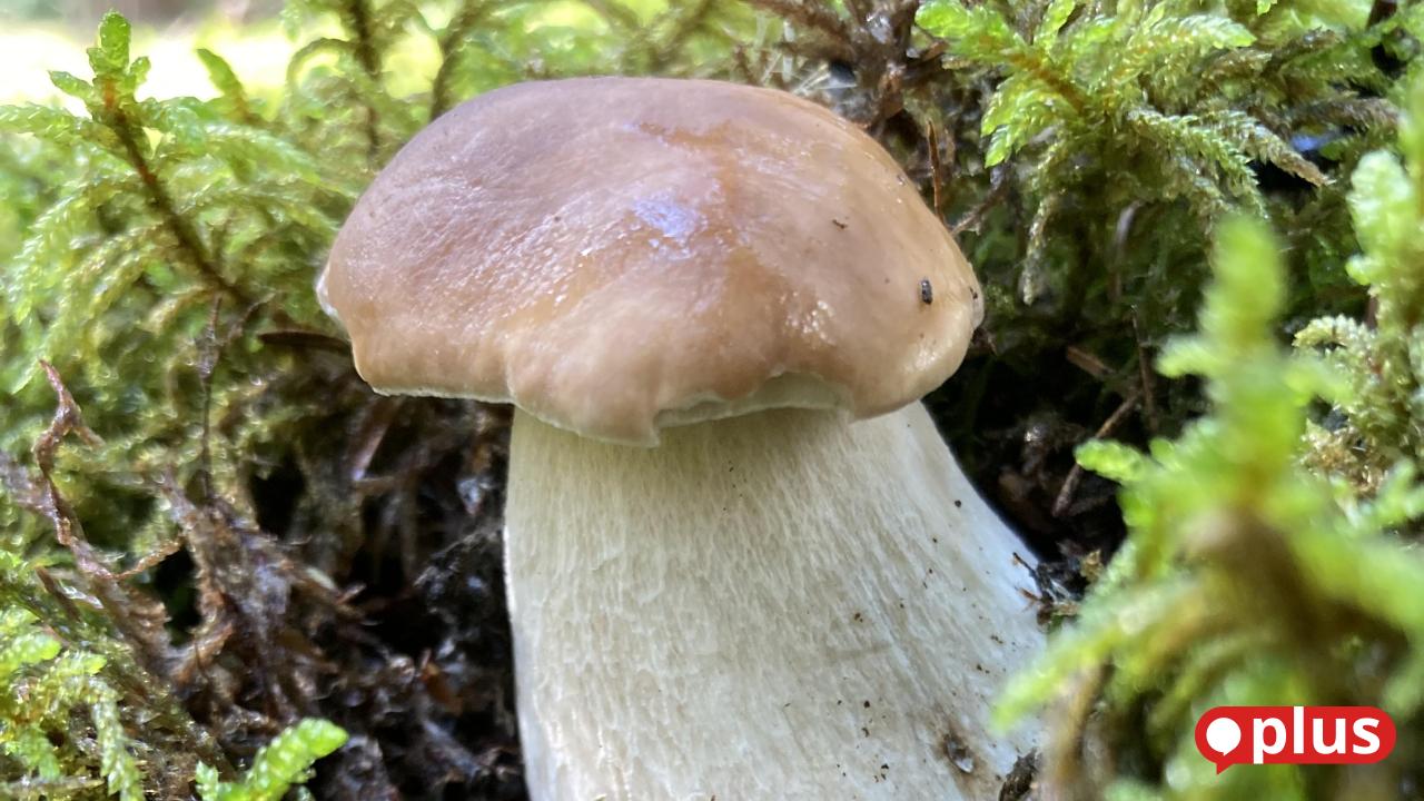 Pilzexperte Norbert Griesbacher: "September ist der beste Monat für