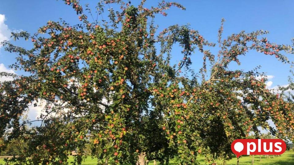 Herbstzeit ist Pflanzzeit Diese Apfelbäume eignen sich für die
