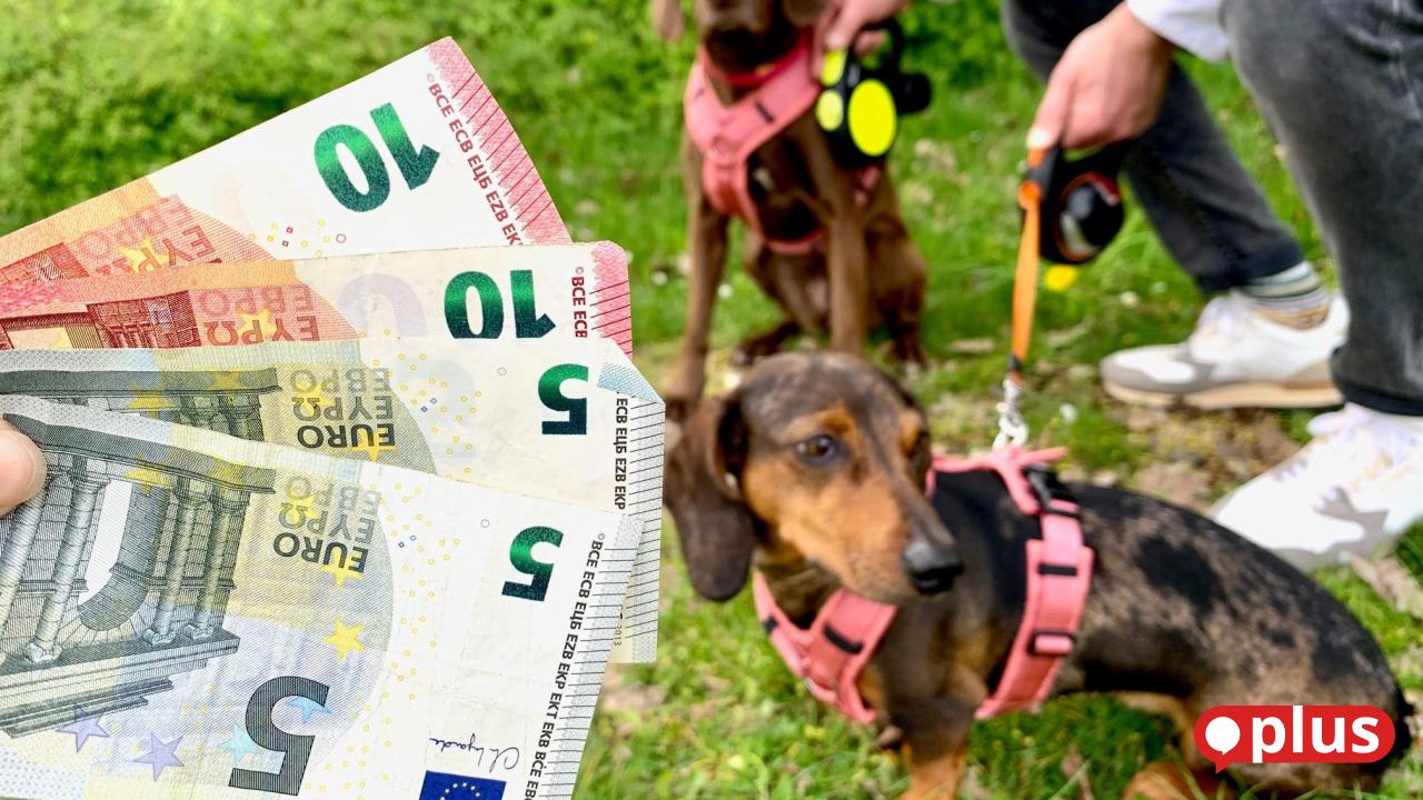 Wie Teuer Ist Eine Hundesteuer Hundesteuer auf dem Prüfstand: Wie liegt Weiden im Vergleich? | Onetz