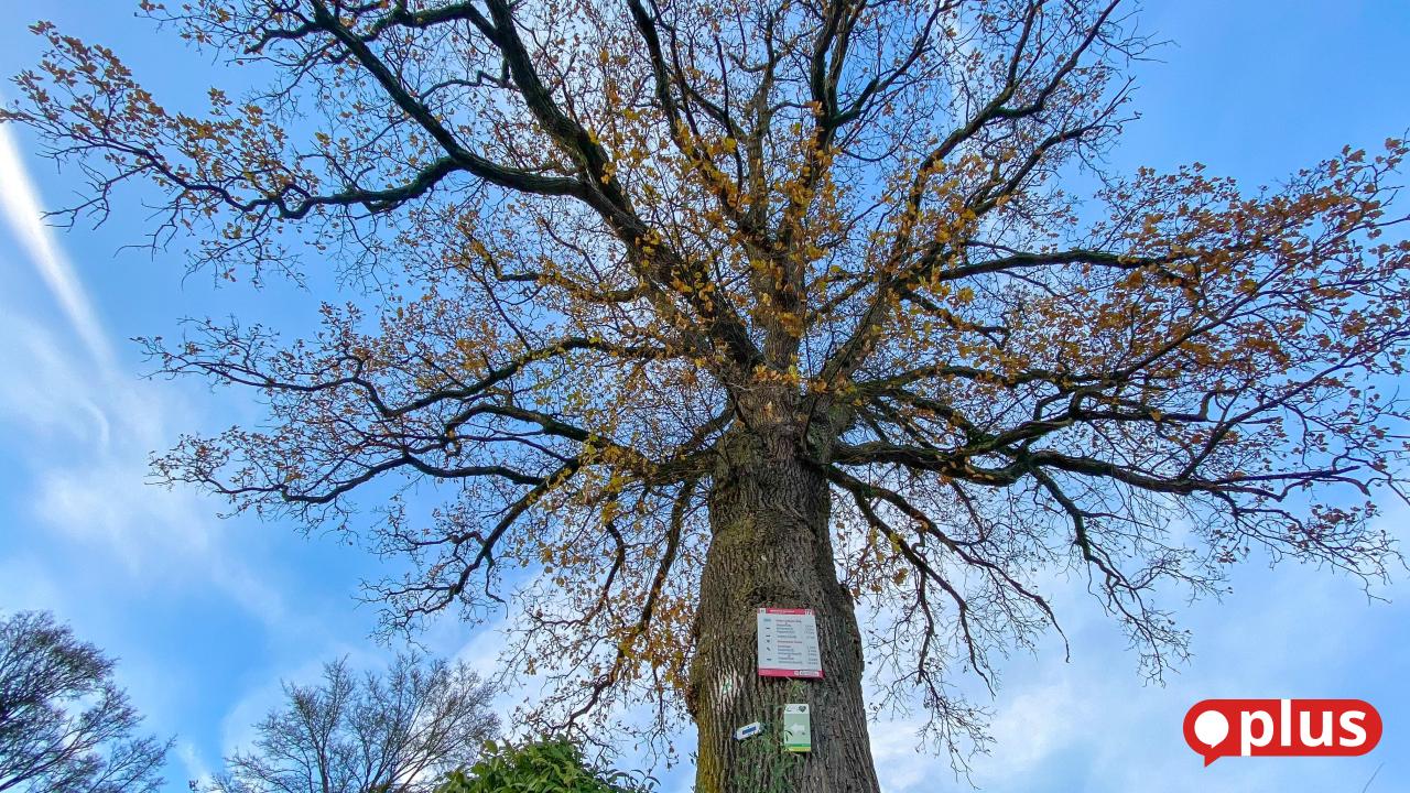 Mächtige Bäume und uralte Alleen sind neue Naturdenkmäler der Stadt