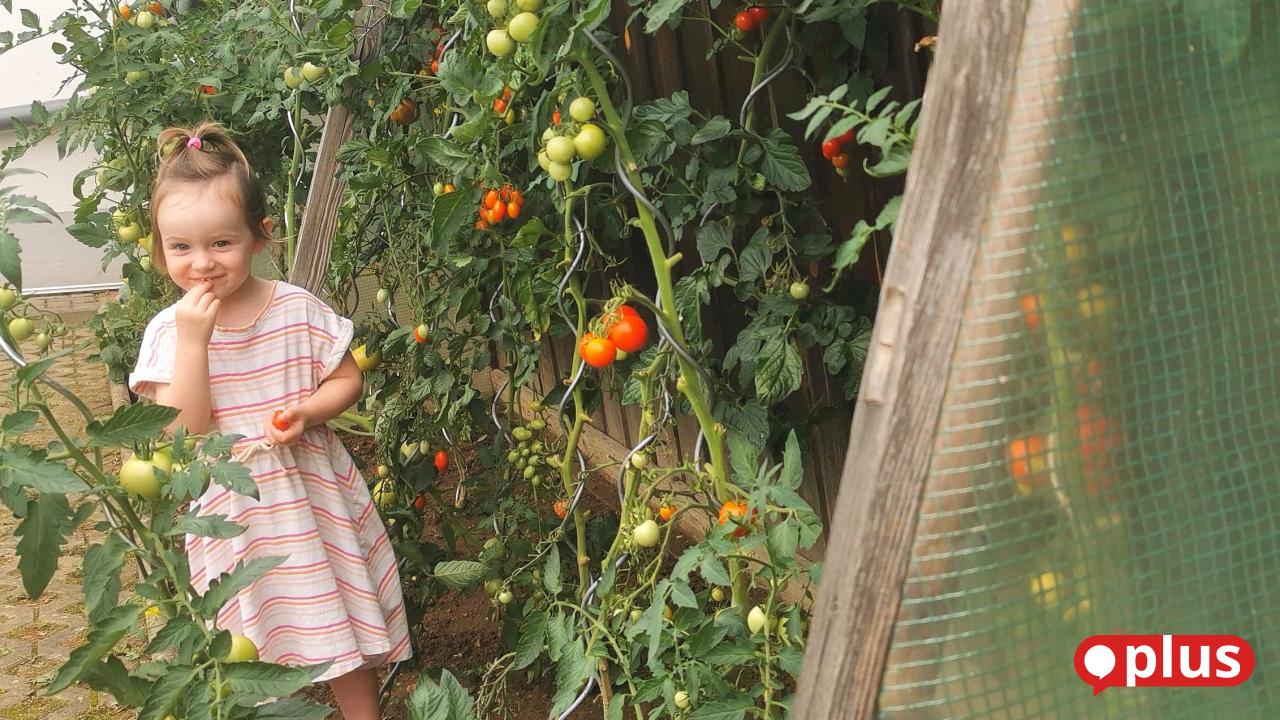 Sonnengereift aus dem Garten: Halbzeit bei der Tomatenernte | Onetz