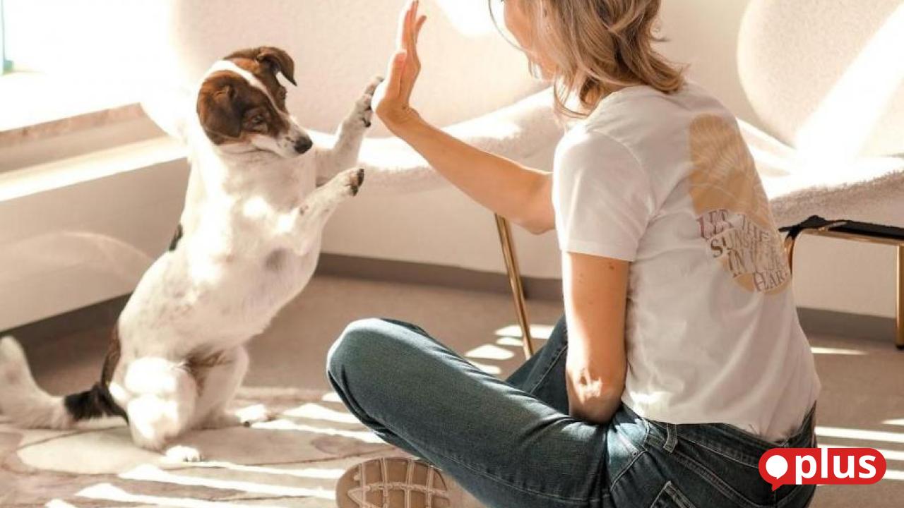 Auch dank Hündin Rosie: Pfreimd bekommt einen Friseursalon für Vierbeiner