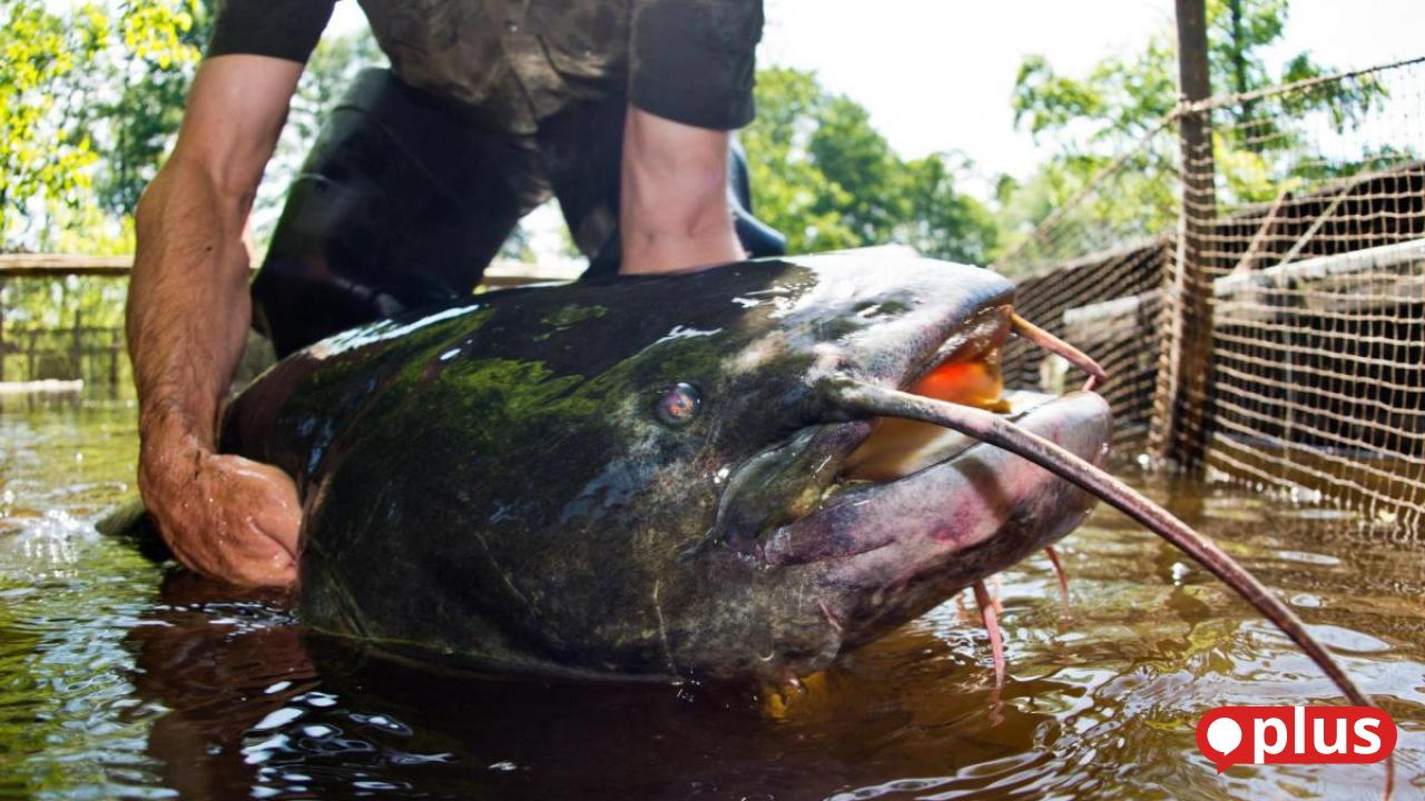 Catfish population on the rise: climate change benefits the predatory fish