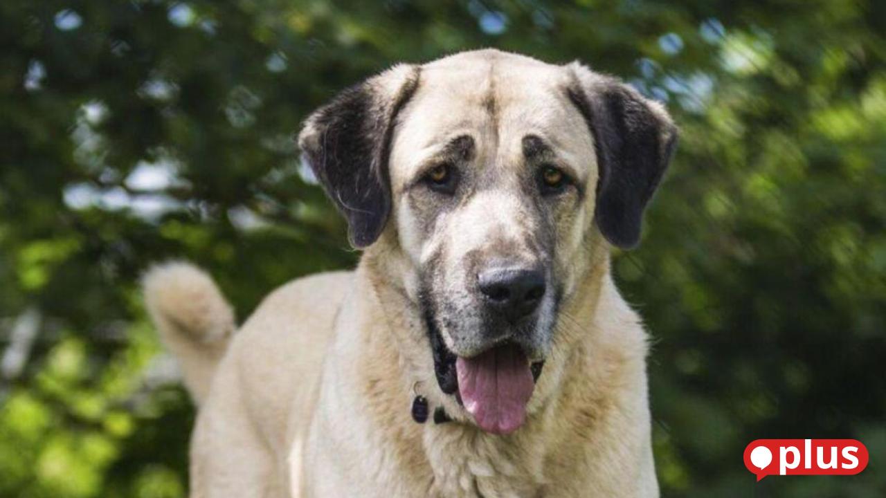 Animal cruelty in Eslarn: Resident documents mistreatment of a dog