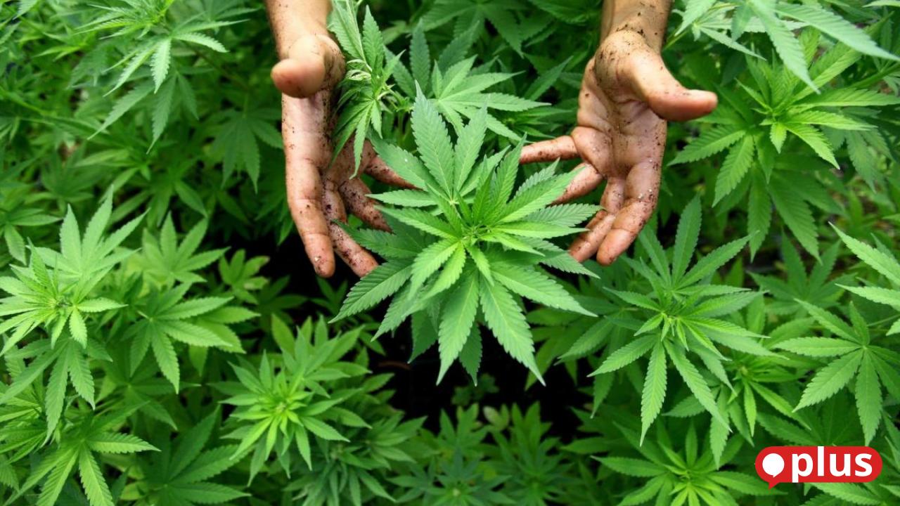 Einstimmiges Nein: Cannabis-Anbau in Träglhof unerwünscht