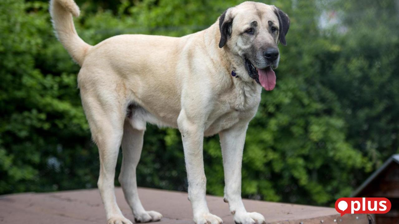 Residents breathe a sigh of relief: Veterinary office Neustadt/WN takes ...