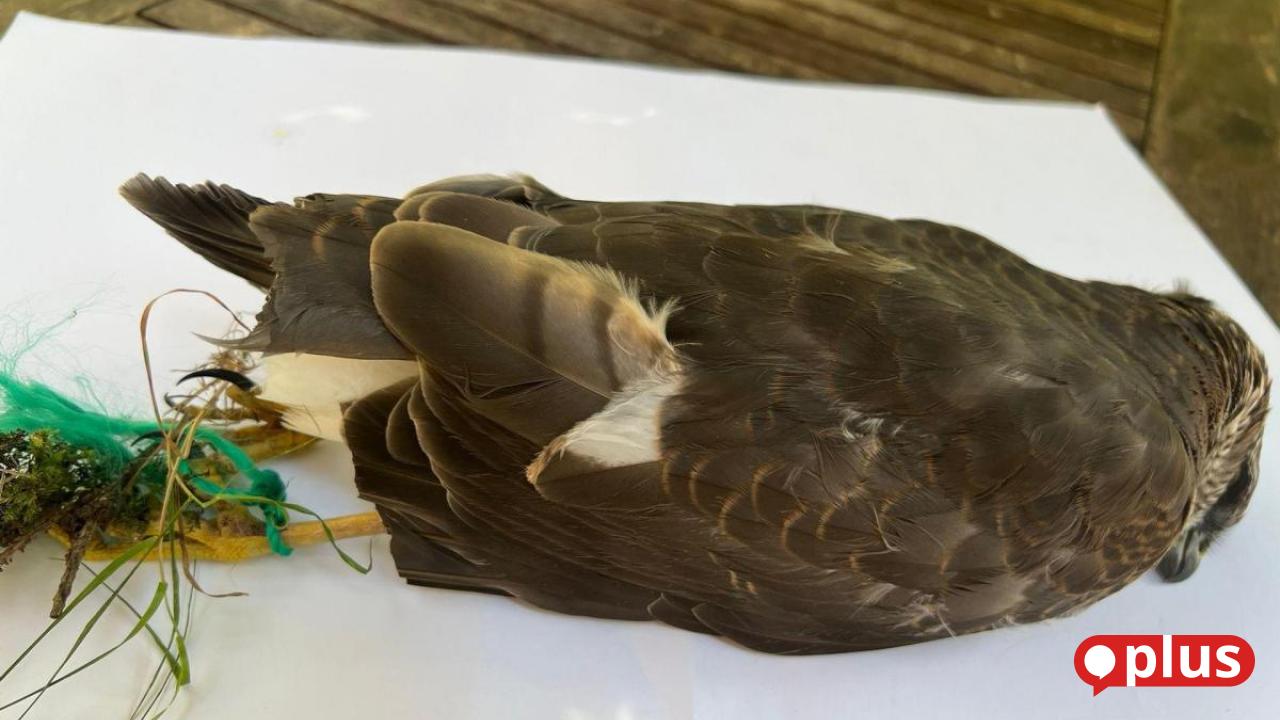 Unbekannte stutzen Greifvogel Federn: LBV ruft zur Mithilfe auf