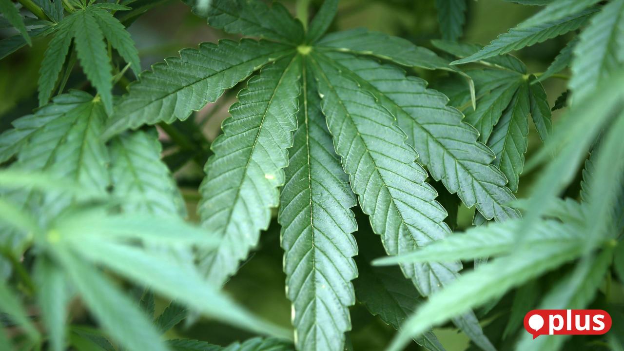 Trotz Gegenwind: Der erste Cannabis-Club der Oberpfalz soll in Hirschau ...