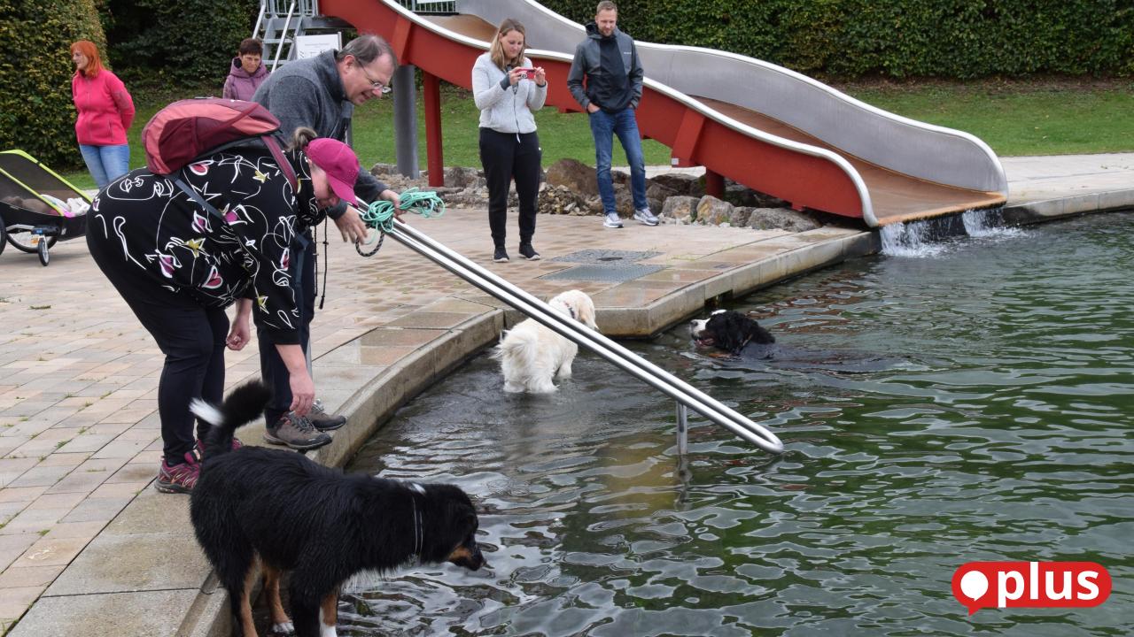 Saison-im-Naturbad-K-nigstein-endet-mit-einem-Hundeschwimmen