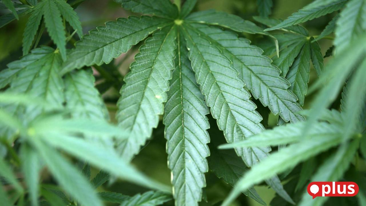 Cannabis-Anbau am Träglhof: Ausgabe jetzt in Amberg geplant