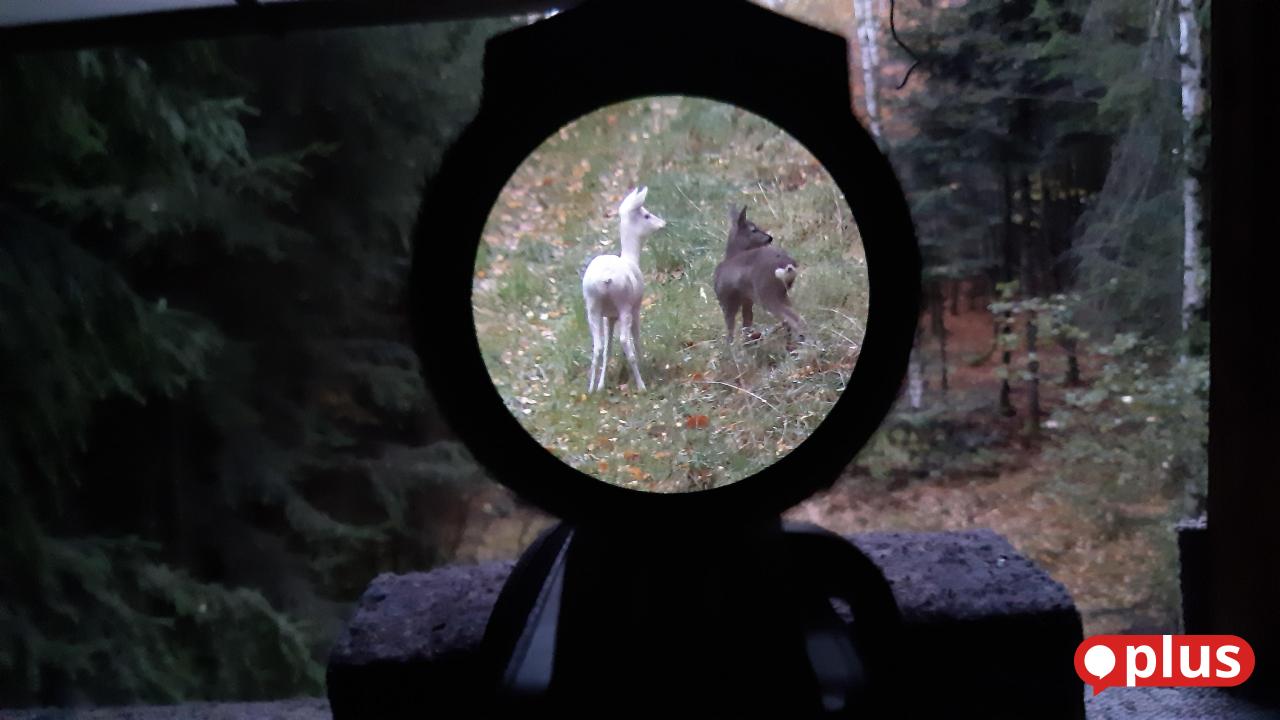 Seltenes-wei-es-Reh-l-uft-mit-braunem-Kitz-im-Schlepptau-vor-die-Kameralinse