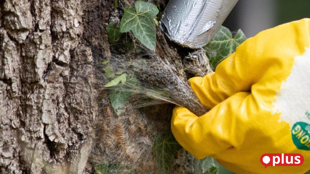 Stadt-Oberviechtach-lehnt-F-llen-von-Eichen-wegen-Prozessionsspinner-Gefahr-ab