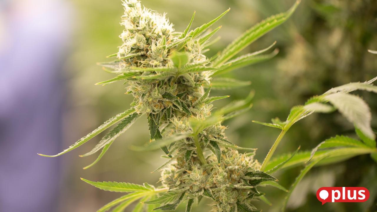 Premiere-in-Bayern-Oberpf-lzer-Cannabis-Verein-gibt-erste-Ernte-an-Mitglieder-ab