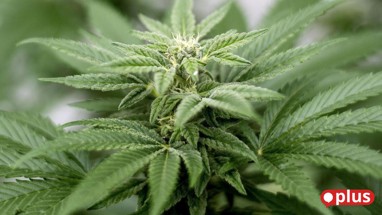 Cannabis-in-Tr-glhof-Warum-Hirschau-jetzt-doch-einen-Social-Club-will