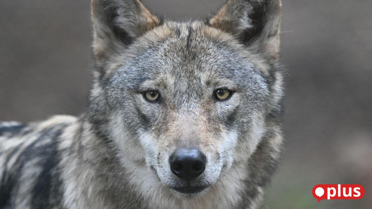 5000-Euro-Belohnung-f-r-Hinweise-zu-erschossenem-Wolf-bei-Regensburg