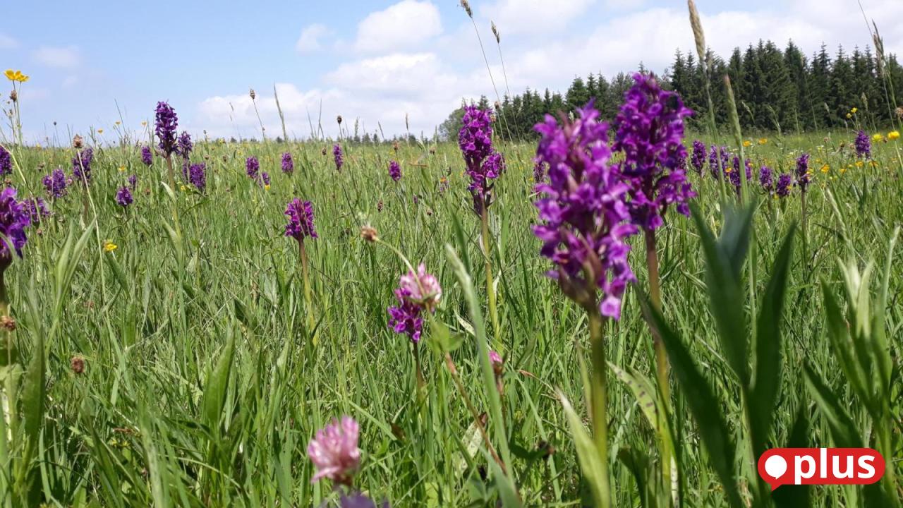 Weniger-Geld-Naturpark-Oberpf-lzer-Wald-muss-Pflegema-nahmen-einschr-nken
