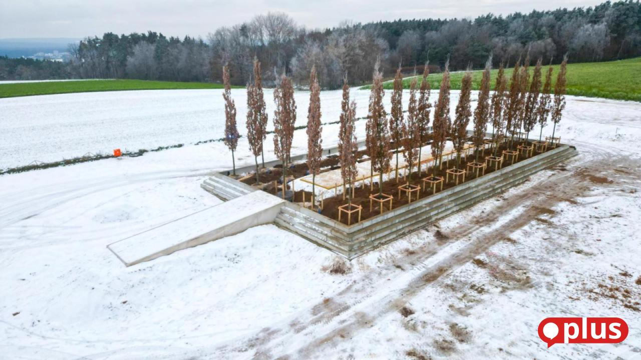 Gr-ner-Tempel-S-uleneichen-f-r-die-Glyptothek-Etsdorf-stehen