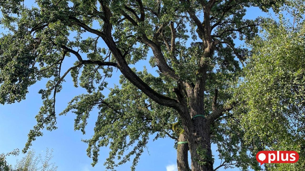 Alter-Birnbaum-in-Etsdorf-einer-der-m-chtigsten-der-Oberpfalz