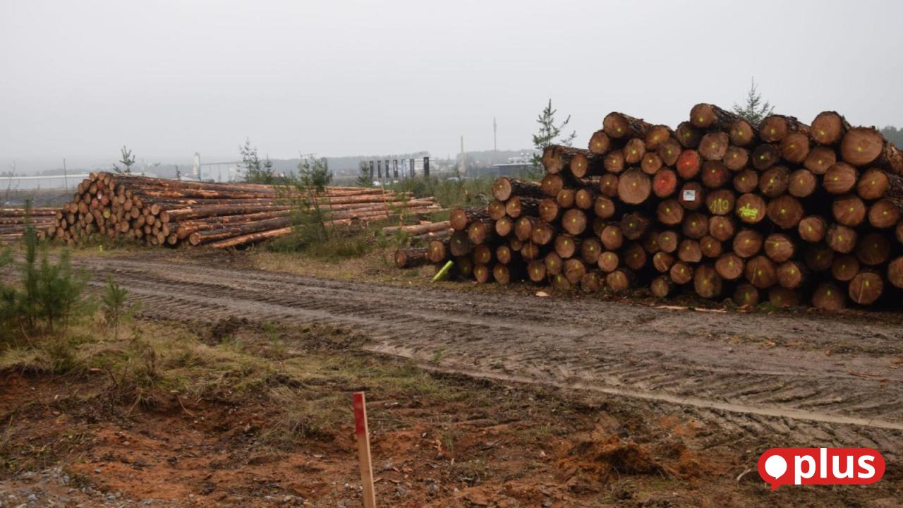 F-r-die-Erweiterung-des-Gewerbegebietes-Schafhof-Ost-haben-die-Rodungs-Arbeiten-bereits-begonnen
